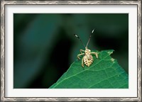Framed Insect on Green Leaf, Gombe National Park, Tanzania