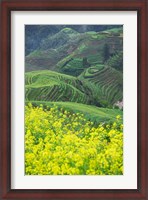 Framed Landscape of Canola and Terraced Rice Paddies, China