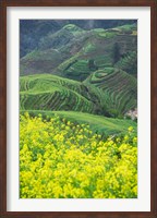 Framed Landscape of Canola and Terraced Rice Paddies, China