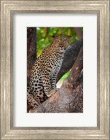 Framed Leopard, Botswana