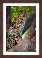 Framed Leopard, Botswana