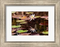 Framed Lily in bloom on the Du River, Monrovia, Liberia