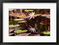 Framed Lily in bloom on the Du River, Monrovia, Liberia