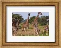 Framed Maasai giraffe, Serengeti NP, Tanzania.