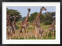 Framed Maasai giraffe, Serengeti NP, Tanzania.