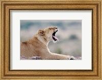 Framed Kenya, Masai Mara NWR, Keekorok Lodge. African lion