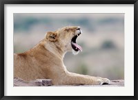 Framed Kenya, Masai Mara NWR, Keekorok Lodge. African lion