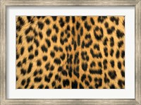 Framed Leopard, Masai Mara Reserve, Kenya