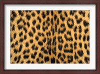 Framed Leopard, Masai Mara Reserve, Kenya