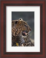 Framed Leopard, Panthera pardus, Samburu Game Reserve, Kenya
