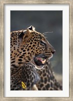 Framed Leopard, Panthera pardus, Samburu Game Reserve, Kenya