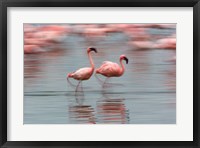 Framed Lesser Flamingo tropical birds, Lake Nakuru NP, Kenya