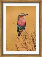 Framed Lilac-breasted Roller, Masai Mara Game Reserve, Kenya