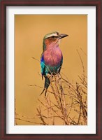 Framed Lilac-breasted Roller, Masai Mara Game Reserve, Kenya