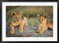 Framed Lion Cubs on Log, Masai Mara, Kenya