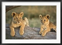 Framed Lion Cubs on Log, Masai Mara, Kenya