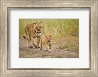 Framed Lioness with her cub in tire tracks, Masai Mara, Kenya