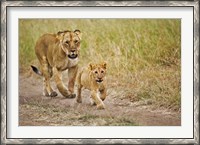 Framed Lioness with her cub in tire tracks, Masai Mara, Kenya