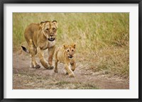 Framed Lioness with her cub in tire tracks, Masai Mara, Kenya