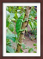 Framed Madagascar, Lizard, Chameleon on tree limb