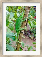Framed Madagascar, Lizard, Chameleon on tree limb