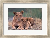 Framed Lions, Okavango Delta, Botswana