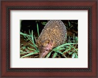 Framed Madagascar, Ankarana, Greater Hedgehog tenrec wildlife