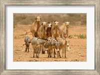Framed Mauritania, Adrar, Camels and donkeys going to the well