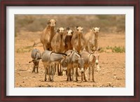 Framed Mauritania, Adrar, Camels and donkeys going to the well