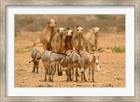 Framed Mauritania, Adrar, Camels and donkeys going to the well