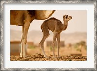 Framed Mauritania, Guelb Jmel, Little dromedary at the well