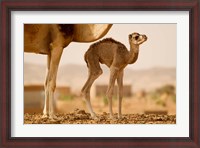 Framed Mauritania, Guelb Jmel, Little dromedary at the well