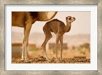 Framed Mauritania, Guelb Jmel, Little dromedary at the well
