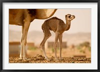 Framed Mauritania, Guelb Jmel, Little dromedary at the well