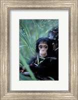 Framed Infant Chimpanzee, Tanzania