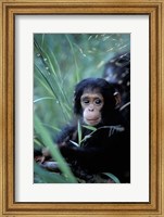 Framed Infant Chimpanzee, Tanzania