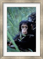 Framed Infant Chimpanzee, Tanzania