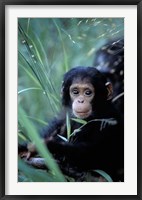 Framed Infant Chimpanzee, Tanzania