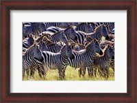 Framed Large herd of Burchell's Zebras, Masai Mara Game Reserve, Kenya