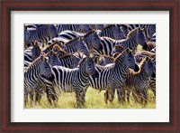 Framed Large herd of Burchell's Zebras, Masai Mara Game Reserve, Kenya