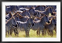 Framed Large herd of Burchell's Zebras, Masai Mara Game Reserve, Kenya