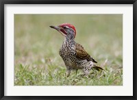Framed Kenya, Masai Mara NWR, Nubian woodpecker bird