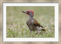 Framed Kenya, Masai Mara NWR, Nubian woodpecker bird