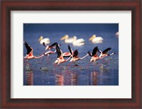 Framed Lesser Flamingos running on water, Lake Nakuru National Park, Kenya