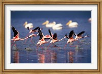 Framed Lesser Flamingos running on water, Lake Nakuru National Park, Kenya