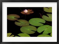 Framed Lily Pads, Okavango Delta, Botswana