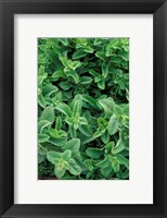 Framed Mint Leaves for Brewing Traditional Tea, Morocco