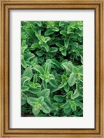 Framed Mint Leaves for Brewing Traditional Tea, Morocco