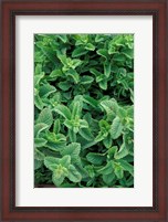 Framed Mint Leaves for Brewing Traditional Tea, Morocco