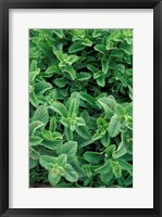 Framed Mint Leaves for Brewing Traditional Tea, Morocco